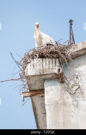 Weißstorch, Ciconia ciconia, im Nest, Gesims eines alten Gebäudes, LLeida, Katalonien, Spanien Stockfoto