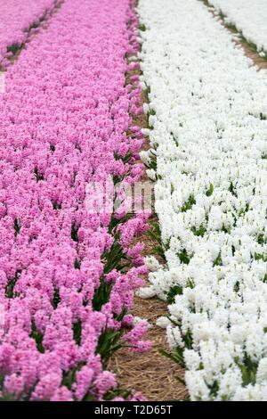 Berühmten niederländischen Blumenfelder während der Blütezeit - Reihen von bunten Hyazinthen. Reise in die Niederlande im Frühjahr Stockfoto