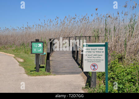 Israel, Hula Valley, Holzbrücke Fußweg, Agmon See im März Stockfoto