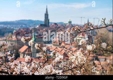 Wunderbarer Frühlingsmorgen in Bern 5/6 der Sonnenschein mit Berner Münster und Altstadt Stockfoto