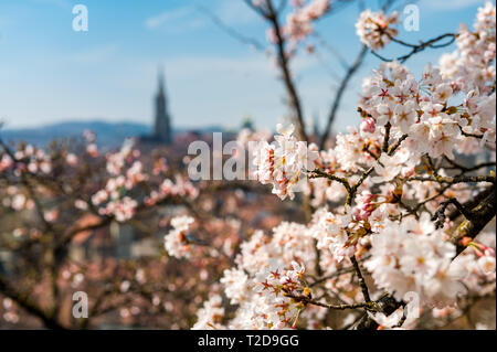 Wunderbarer Frühlingsmorgen in Bern 5/6 der Sonnenschein mit Berner Münster und Altstadt Stockfoto