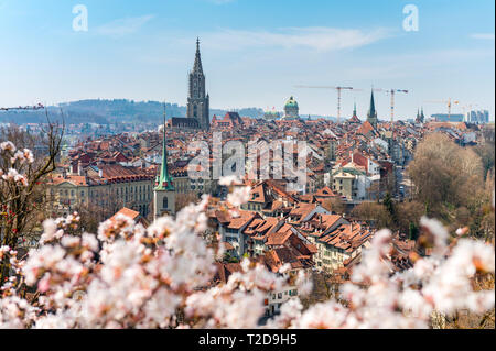 Wunderbarer Frühlingsmorgen in Bern 5/6 der Sonnenschein mit Berner Münster und Altstadt Stockfoto