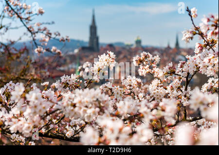 Wunderbarer Frühlingsmorgen in Bern 5/6 der Sonnenschein mit Berner Münster und Altstadt Stockfoto