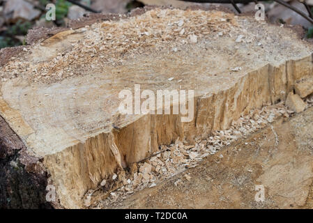 Birke Baumstumpf closeup Stockfoto