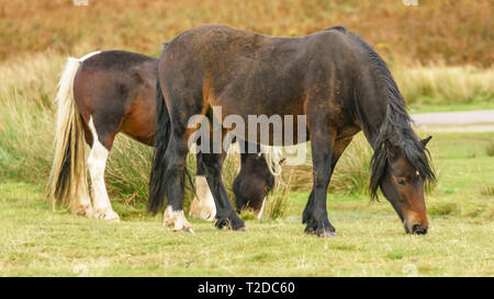 Wilde Pferde in der Nähe von Heu Bluff und Twmpa in die Schwarzen Berge, Wales, Großbritannien Stockfoto