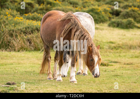 Wilde Pferde in der Nähe von Heu Bluff und Twmpa in die Schwarzen Berge, Wales, Großbritannien Stockfoto