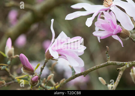 Magnolia x loebneri 'leonard Messel 'Baum Blüte im Frühjahr. Großbritannien Stockfoto