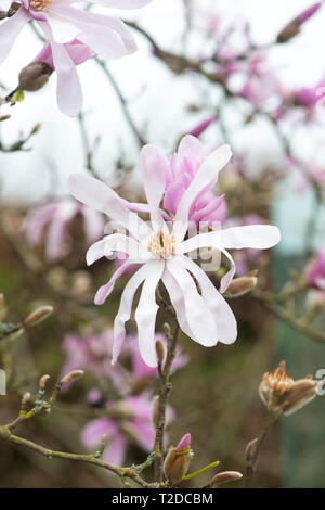 Magnolia x loebneri 'leonard Messel 'Baum Blüte im Frühjahr. Großbritannien Stockfoto