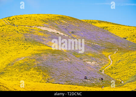 Super Blüte in Carrizo Plain, Kalifornien Stockfoto