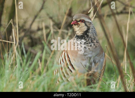 Eine hübsche Red-Legged Rebhuhn, alectoris Rufa, auf der Suche nach Nahrung in einem Feld in Großbritannien. Stockfoto