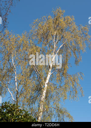 Silver Birch (Betula pendula) gegen den blauen Himmel im Frühling Sonnenschein. Stockfoto