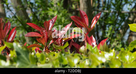 Schöne rote Blätter eines Red Robin (Photinia freseri) auch als Red Robin in einem Garten in Westbury, Wiltshire, UK. Stockfoto