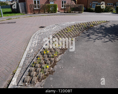 Löwenzahn (Taraxacum officinale) immer zwischen Strassenrand Bordsteine auf Wohnsiedlung in Westbury, Wiltshire. Stockfoto