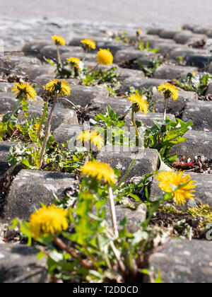 Löwenzahn (Taraxacum officinale) immer zwischen Strassenrand Bordsteine auf Wohnsiedlung in Westbury, Wiltshire. Stockfoto