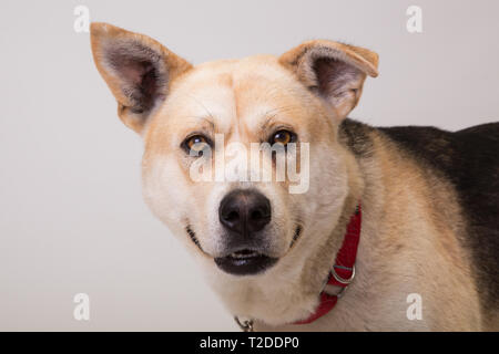 Gerne erwachsenen Schäferhund auf Weiß in Studio isoliert Stockfoto