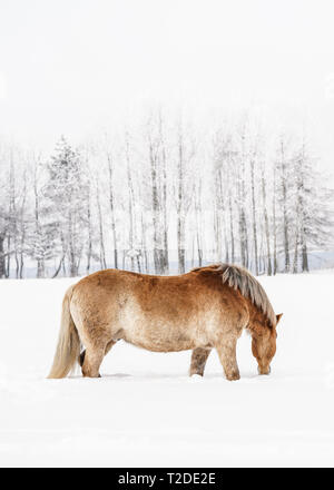 Hellbraun Haflinger Waten im Schnee Winter Feld, unscharfen Bäume im Hintergrund, vertikale Foto von der Seite. Stockfoto