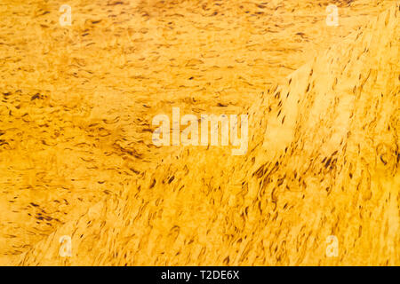 Holz Muster der karelischen Birke, Hintergrund Foto Textur. Verschiedene Farben und Schattierungen Stockfoto