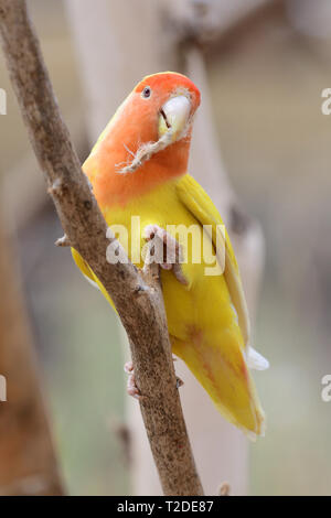 Porträt einer lutino Pfirsich Gesicht liebe Vogel (Agapornis rosiecollis) hocken in einem Baum Stockfoto