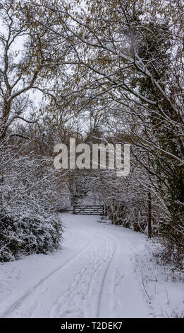 Pfad durch Cotswold Buchenholz mit frischem Schnee bedeckt Stockfoto