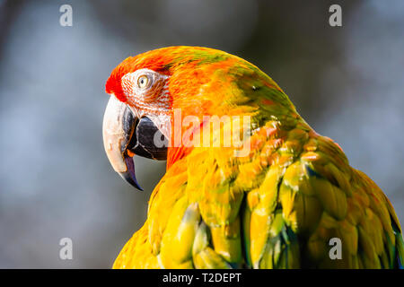 Nahaufnahme, Porträt der hellrote Ara Papagei. lustige Tier. Majestic und bunten tropischen Vogel, beliebtes Haustier. Wildlife Fotografie. Unscharfen dunklen Himmel. Stockfoto