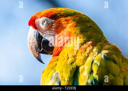 Nahaufnahme, Porträt der hellrote Ara Papagei. lustige Tier. Majestic und bunten tropischen Vogel, beliebtes Haustier. Wildlife Fotografie. Tierische Kopf. Stockfoto