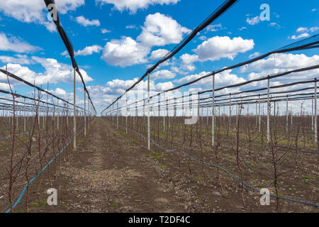 Obstgarten im Dorf von Kisac. Kisac ist in der Vojvodina, Serbien und ist für den Anbau von Äpfeln bekannt. Stockfoto