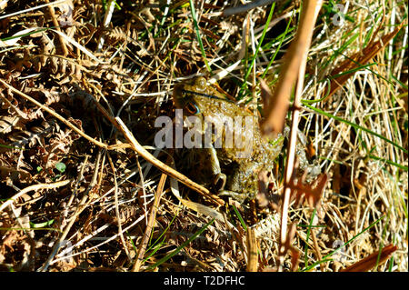 Erdkröte Bufo bufo Lateinischer Name einer gemeinsamen Arten über Großbritannien und das Festland Europ gefunden Stockfoto