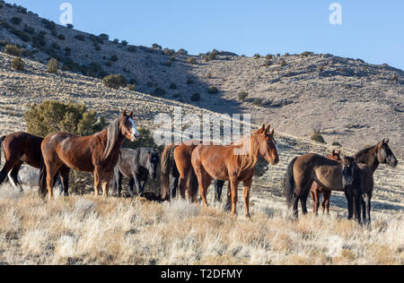 Wilde Pferde in Utah im Winter Stockfoto