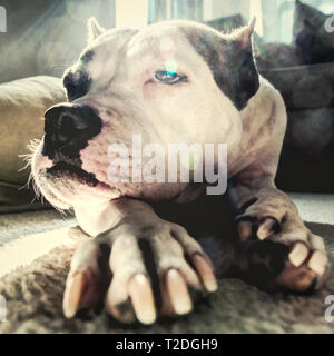 Eine alte Staffordshire Terrier legt in Gedanken mit einem wehmütigen Blick auf seinem Gesicht Stockfoto
