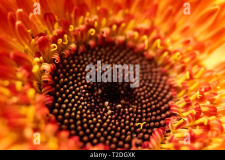 Die Braune, zentrale floral Disc von einem gelben, orangen und roten Barberton Daisy, auch als afrikanische Daisy, Transvaal daisy bekannt und Gerbera jamesonii. Stockfoto