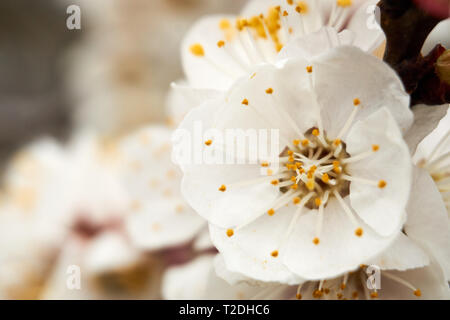 Nahaufnahme einer Apfelblüte (Malus pumila) an einem Frühlingstag in Orem, Utah, USA. Stockfoto