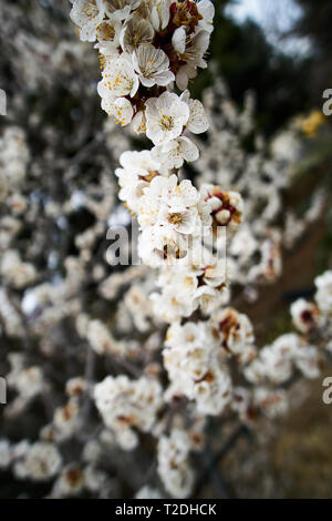 Apple Blüten sind bis nahe an einem Frühlingstag in Orem, Utah, USA gesehen Stockfoto