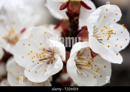 Nahaufnahme einer Apfelblüte (Malus pumila) an einem Frühlingstag in Orem, Utah, USA. Stockfoto