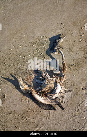 Einen toten und verwesenden Möwe liegt in den Sand am südlichen Ufer des Great Salt Lake, Utah, USA Stockfoto