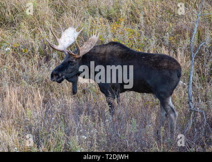 Bull Moose im Grand Teton National Park, Wyoming Stockfoto