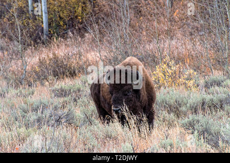 Bison im Sagebrush Wohnungen vom Grand Teton National Park Stockfoto