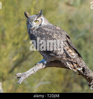 Porträt einer großen Fledermaus in der Wüste Südwesten Stockfoto