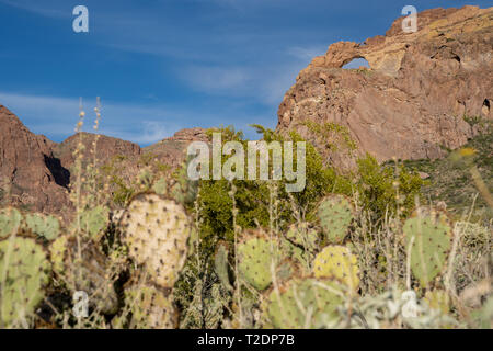 Arch Canyon entlang Ajo Mountain Drive im Organ Pipe Cactus National Monument in Arizona. Beavertail cactus Defokussierten im Vordergrund Stockfoto