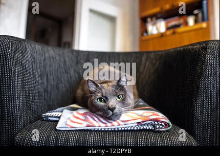 Eine süsse graue Katze mit grünen Augen liegt auf einem modernen Sessel, während sie in die Kamera schaut. Stockfoto