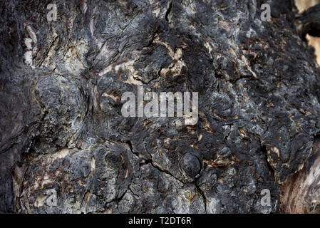 Verbrannte Rinde Hintergrund Textur Makro Stockfoto
