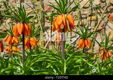 Nahaufnahme der Blüte - kaiserkrone Lily, fritillaria imperialis Stockfoto