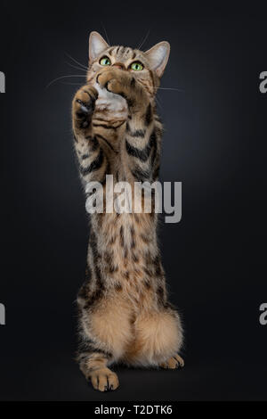 Nette und ausgezeichnete braun Tabby American Shorthair Katze sitzt auf Hinterpfoten streckte nach oben für das Spielen/verfangen. Suchen Sie mit Grün Gelb Stockfoto