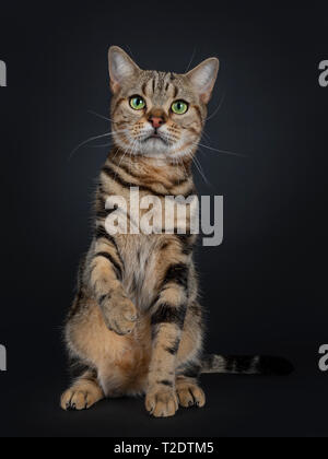 Nette und ausgezeichnete braun Tabby American Shorthair Katze sitzt nach vorne. Suchen gerade in die Kamera mit Grün gelbe Augen. Der einen Pfote zu schütteln Stockfoto