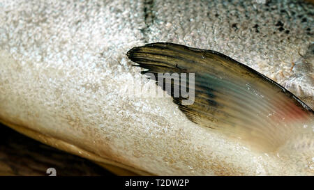 Frischer Lachs, Makro, Meer Fischschuppen Stockfoto