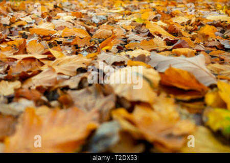 Goldene gelbe Blätter auf dem Boden liegend im Herbst Stockfoto