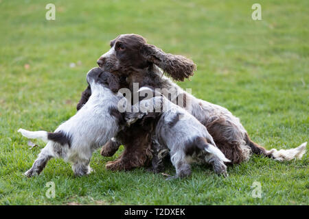 English Cocker Spaniel fürsorgliche Frau Mutter mit zwei verspielten kleinen Welpen, outdoor auf Garten. Stockfoto