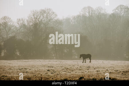 Pferd Beweidung in Feld durch Nebel umgeben Stockfoto