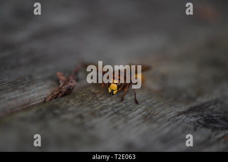 Eine Hornet sitzt auf garden Decking Stockfoto