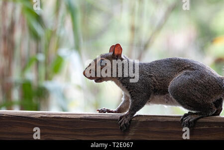 Eine Nahaufnahme von einem grauen Eichhörnchen auf einen Gartenzaun in Florida, USA. Stockfoto