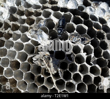 Innenraum des Kahlen konfrontiert Hornissen mest mit Puppen, die nicht überleben bei kaltem Wetter. Von Kokons in Brutzellen für Studie entfernt. Stockfoto
